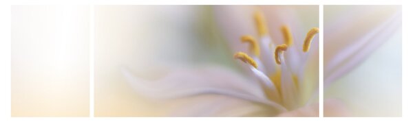 Obraz - Jemný květ (170x50 cm)