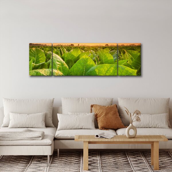 Obraz - Pole (170x50 cm)