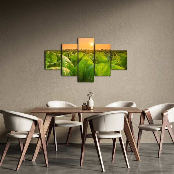 Obraz - Pole (125x70 cm)
