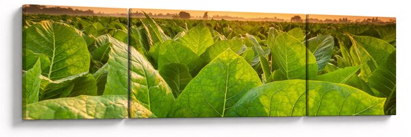 Obraz - Pole (170x50 cm)