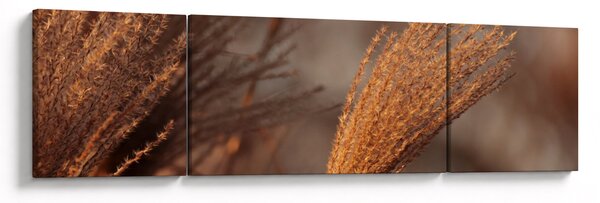 Obraz - Kortaderie (170x50 cm)
