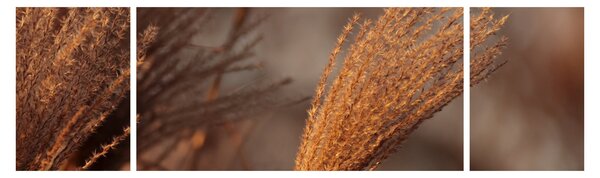 Obraz - Kortaderie (170x50 cm)