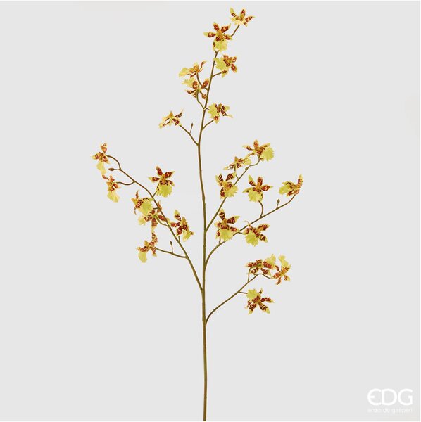 Žlutá orchidej Oncidium EDG H100