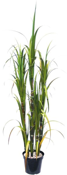 SUGARCANE - umělá tráva, 180 cm