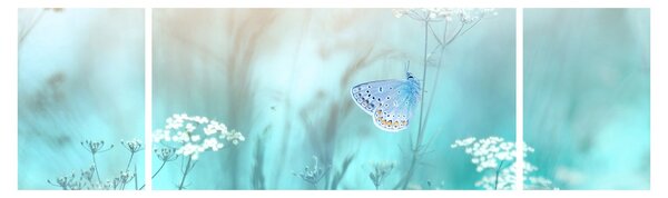 Obraz - Motýlek v modrém (170x50 cm)