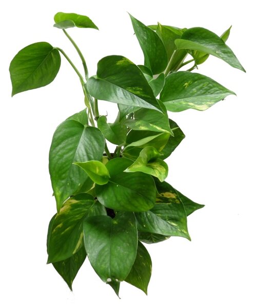 Epipremnum aureum s kokosovou vzpěrou, průměr 17-19 cm Šplhavník
