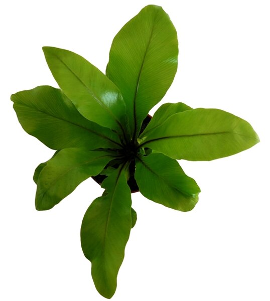 Asplenium nidus, průměr 17 cm Sleziník hnízdnatý, ptačí hnízdo