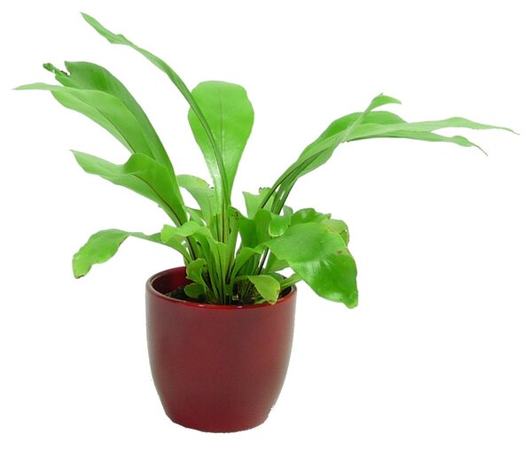 Asplenium nidus, průměr 17 cm Sleziník hnízdnatý, ptačí hnízdo