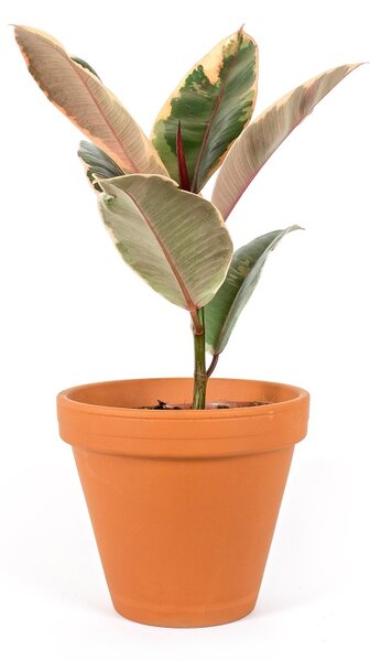 Ficus elastica Belize, průměr 17 cm Fíkovník pryžodárný, Fíkovník, Gumovník