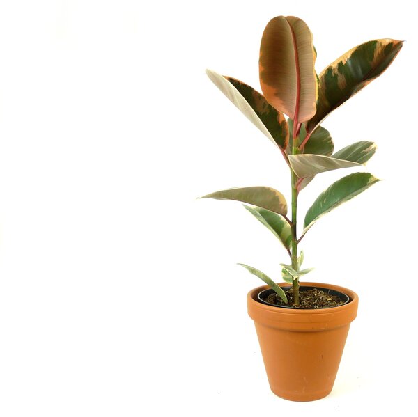 Ficus elastica Belize, průměr 17 cm Fíkovník pryžodárný, Fíkovník, Gumovník