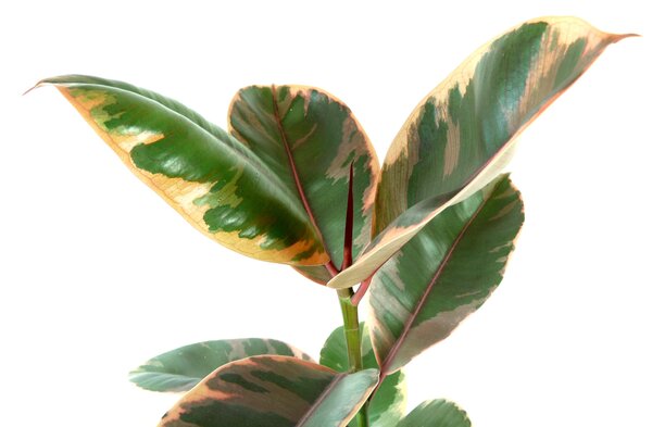 Ficus elastica Belize, průměr 17 cm Fíkovník pryžodárný, Fíkovník, Gumovník