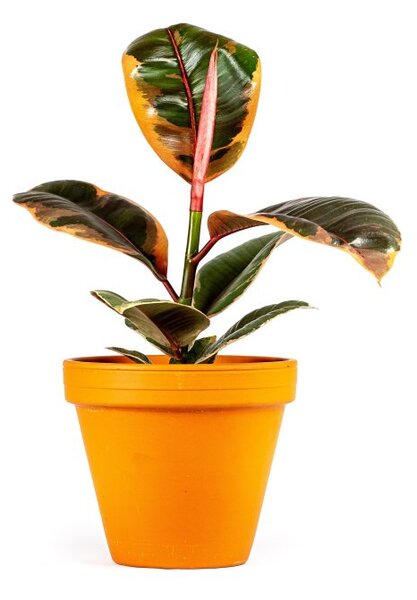 Ficus elastica Belize, průměr 17 cm Fíkovník pryžodárný, Fíkovník, Gumovník