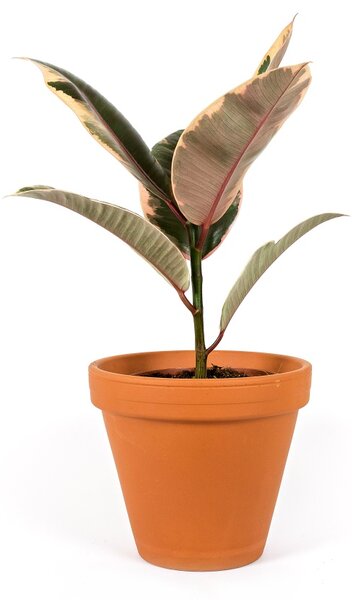 Ficus elastica Belize, průměr 17 cm Fíkovník pryžodárný, Fíkovník, Gumovník