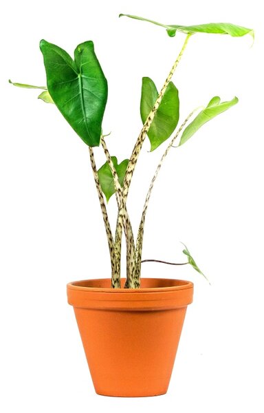 Alocasia Zebrina, průměr 17 cm Alokásie, Alokázie