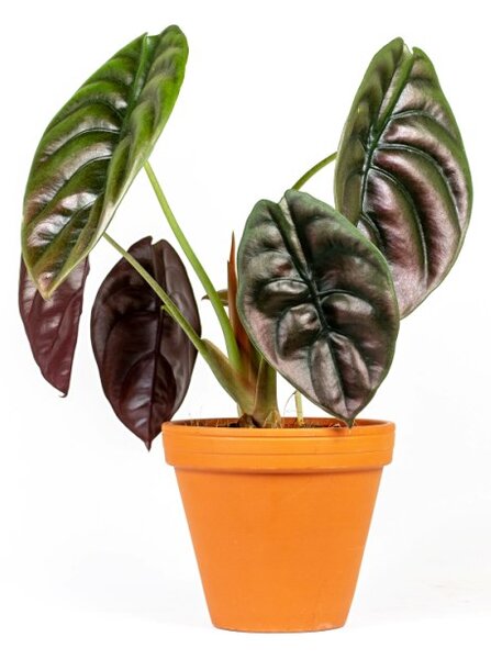 Alocasia cuprea Red Secret, průměr 12 cm Alokásie, Alokázie