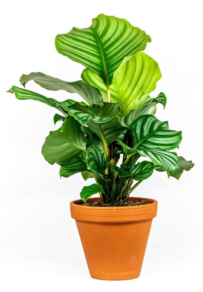 Calathea Orbifolia, průměr 13-14 cm Kalatea