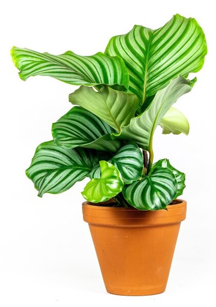 Calathea Orbifolia, průměr 13-14 cm Kalatea