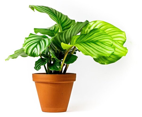 Calathea Orbifolia, průměr 13-14 cm Kalatea