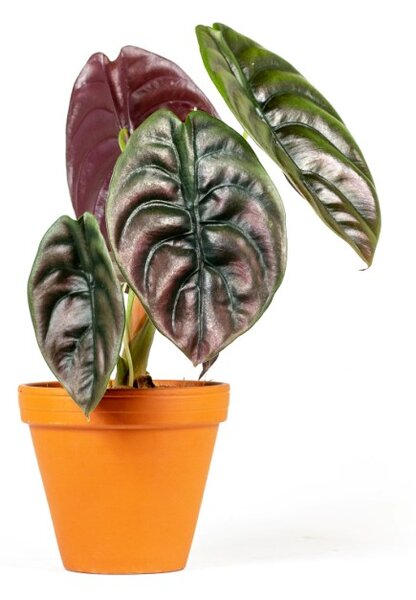 Alocasia cuprea Red Secret, průměr 12 cm Alokásie, Alokázie