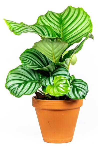 Calathea Orbifolia, průměr 13-14 cm Kalatea