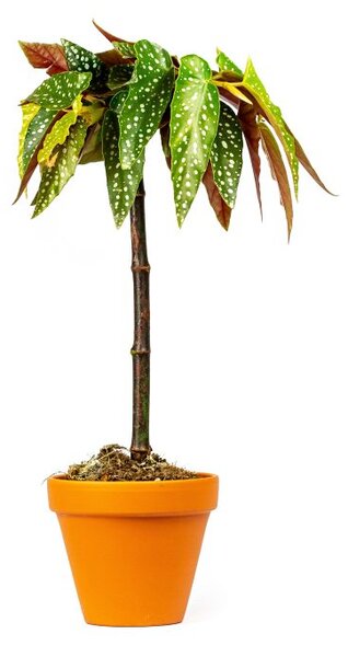 Gardners Begonia Albopicta Tamaya, průměr 9 cm
