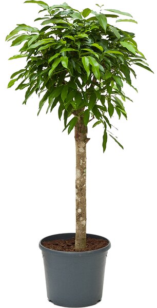 Ficus amstel king, průměr 30 cm Fíkovník