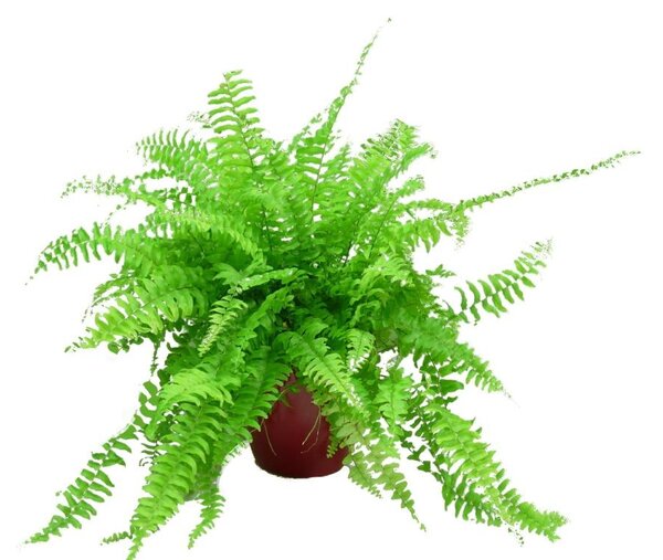 Nephrolepis exaltata - závěs, průměr 19-20 cm Ledviník, Ledviník ztepilý