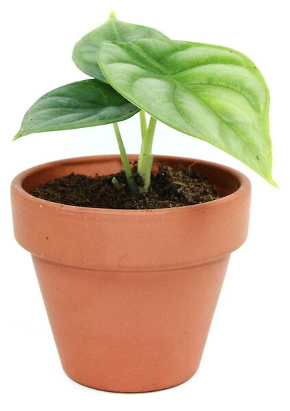 Alocasia Dragon Scale, průměr 6 cm Alokásie, Alokázie