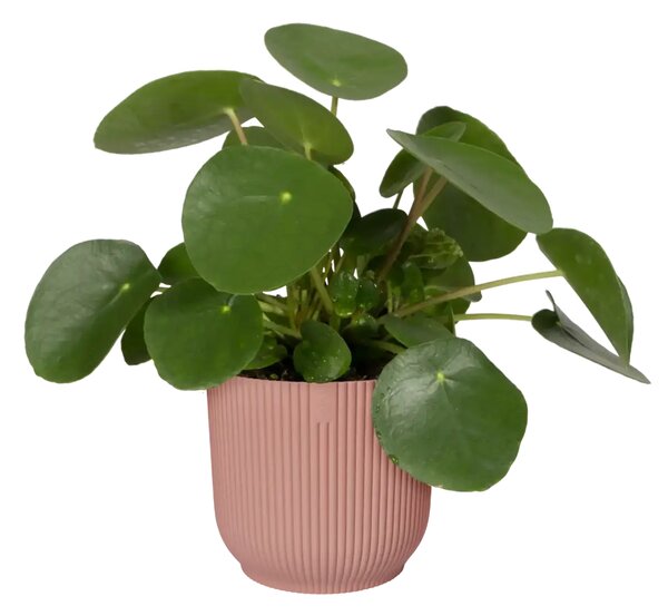 Elho plastový květináč Vibes fold delicate pink Ø 9 cm
