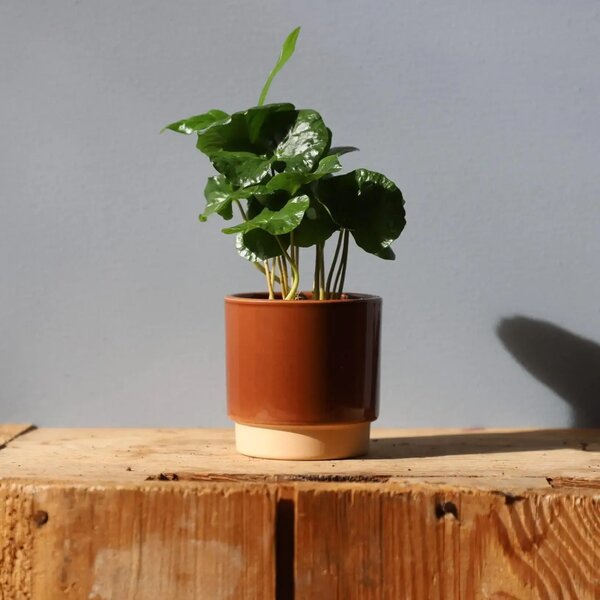 Květináč Eno Duo dusty terracotta Ø 7 cm