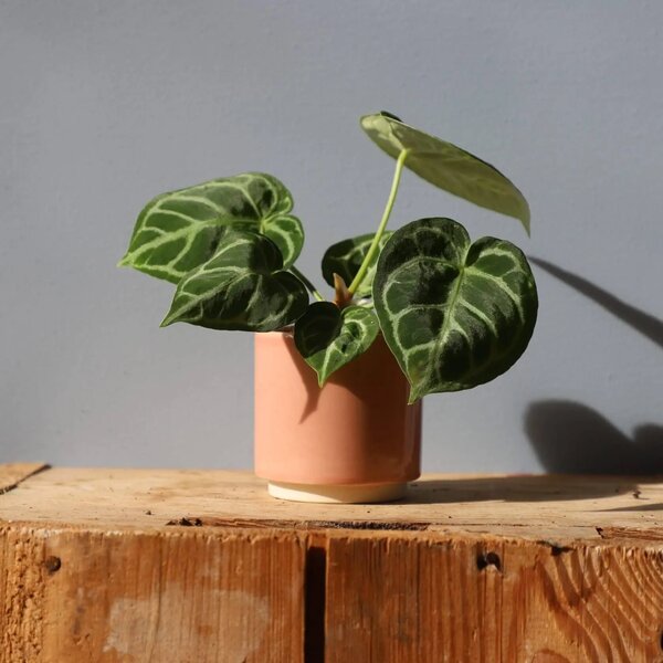 Květináč Eno Duo dusty pink Ø 6 cm