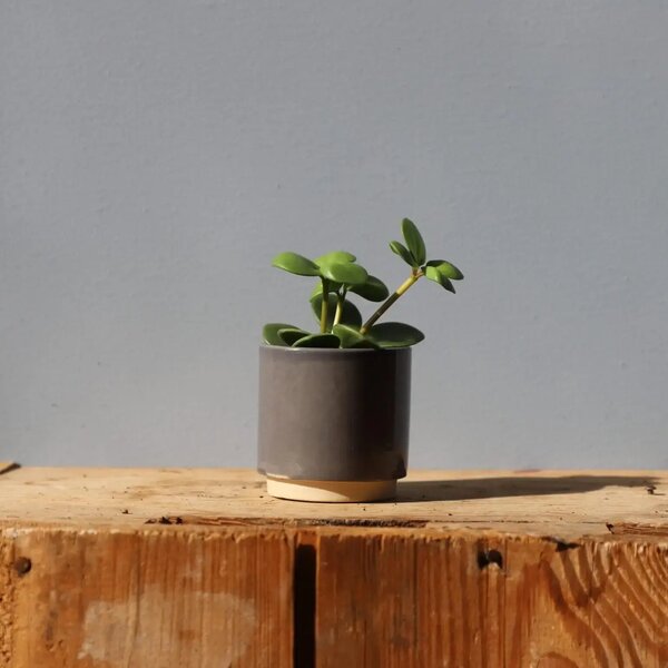 Květináč Eno Duo sober grey Ø 6 cm