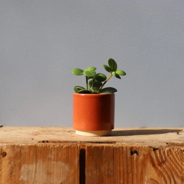 Květináč Eno Duo terracotta Ø 6 cm
