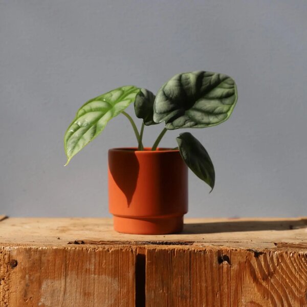 Květináč Eno Matt terracotta Ø 7 cm