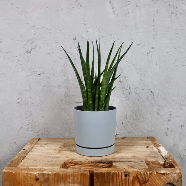 Prosperplast plastový květináč Tubo P light grey Ø 10 cm