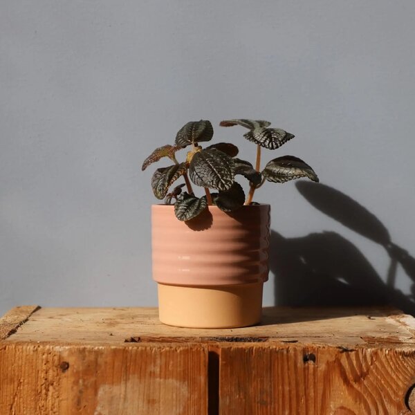 Květináč Cellos dusty pink Ø 9 cm