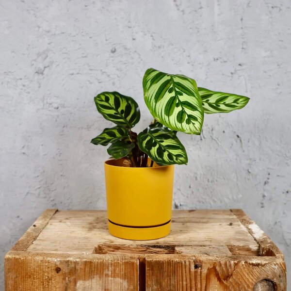 Prosperplast plastový květináč Tubo P mustard Ø 12 cm