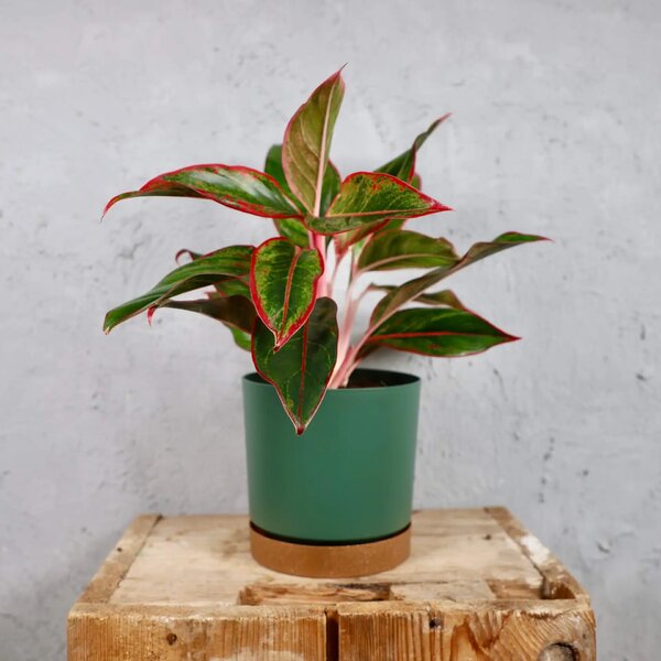 Prosperplast plastový květináč Tubo PM pine green Ø 18 cm