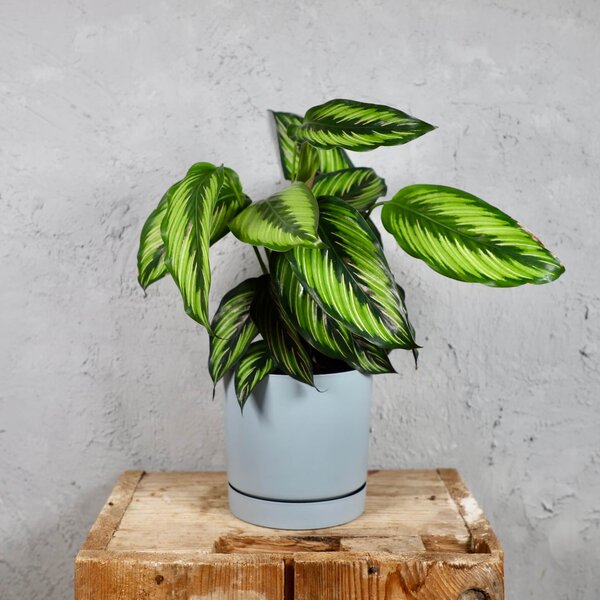 Prosperplast plastový květináč Tubo P light grey Ø 15 cm