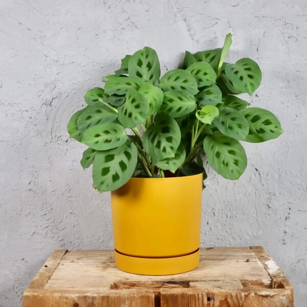 Prosperplast plastový květináč Tubo P mustard Ø 15 cm