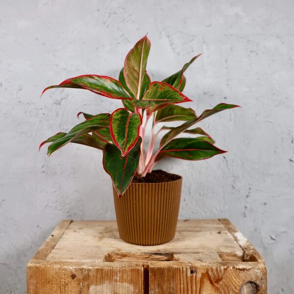 Prosperplast plastový květináč Milly round eco wood Ø 10 cm