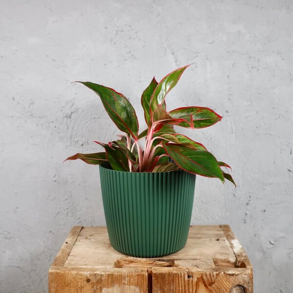 Prosperplast plastový květináč Milly round pine green Ø 14 cm