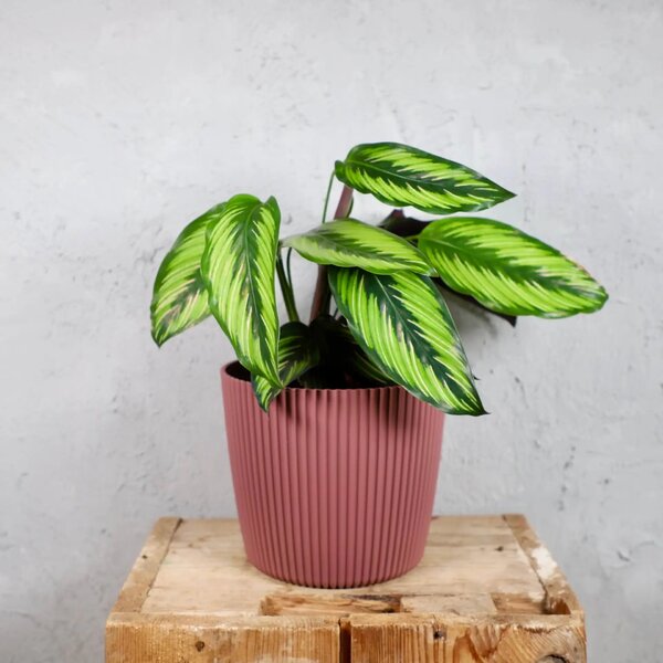 Prosperplast plastový květináč Milly round marsala Ø 14 cm