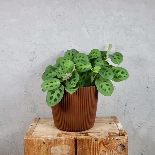 Prosperplast plastový květináč Milly round rustic brick Ø 17 cm