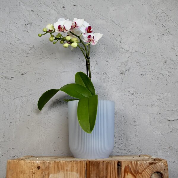 Elho plastový květináč Vibes Fold Orchid transparentný Ø 13 cm