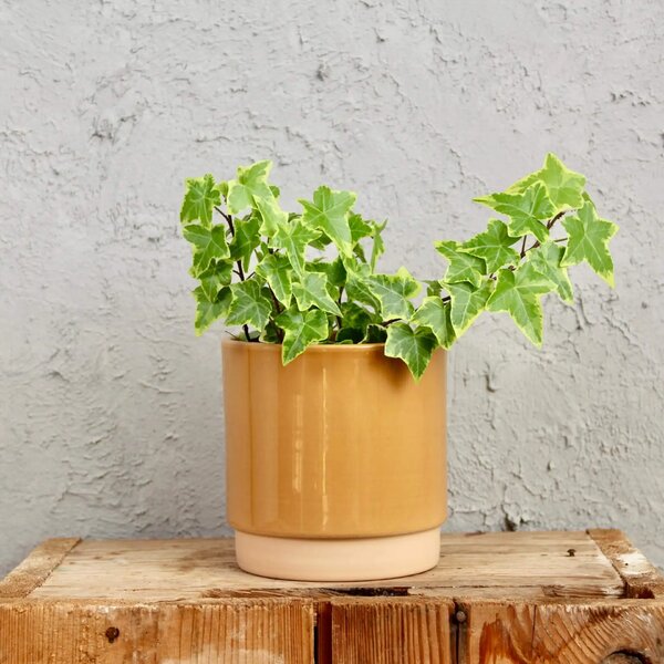 Květináč Eno Duo dusty ocher Ø 12 cm
