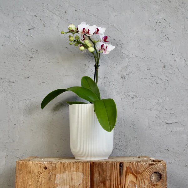 Elho plastový květináč Vibes Fold Orchid silky white Ø 13 cm