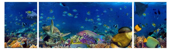 Obraz - Oceán (170x50 cm)