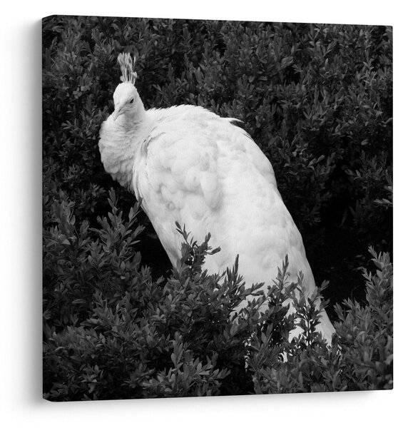 Obraz - Páv, černobílá (30x30 cm)