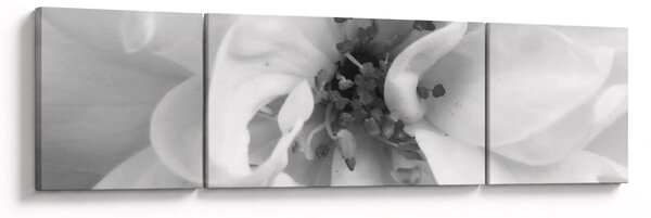 Obraz - Květ, černobílá (170x50 cm)